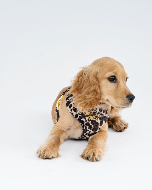 Luxurious leopard print velvet dog harness
