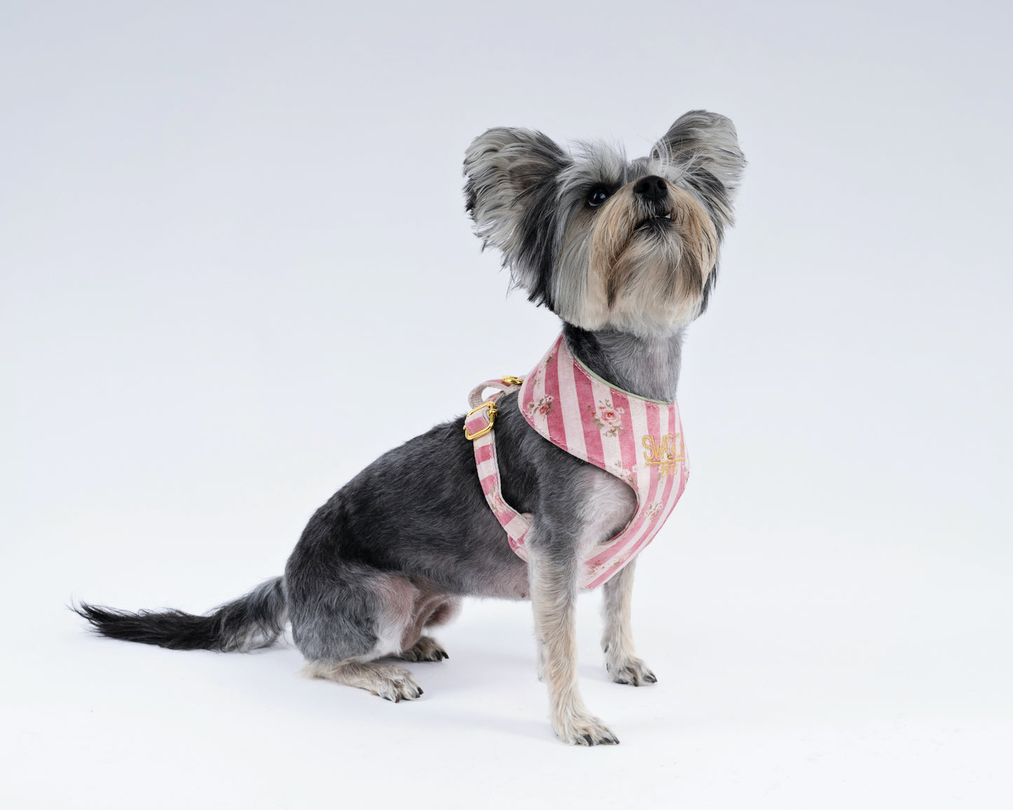 Luxury Velvet Dog Harness – Handmade Vintage Floral Design
