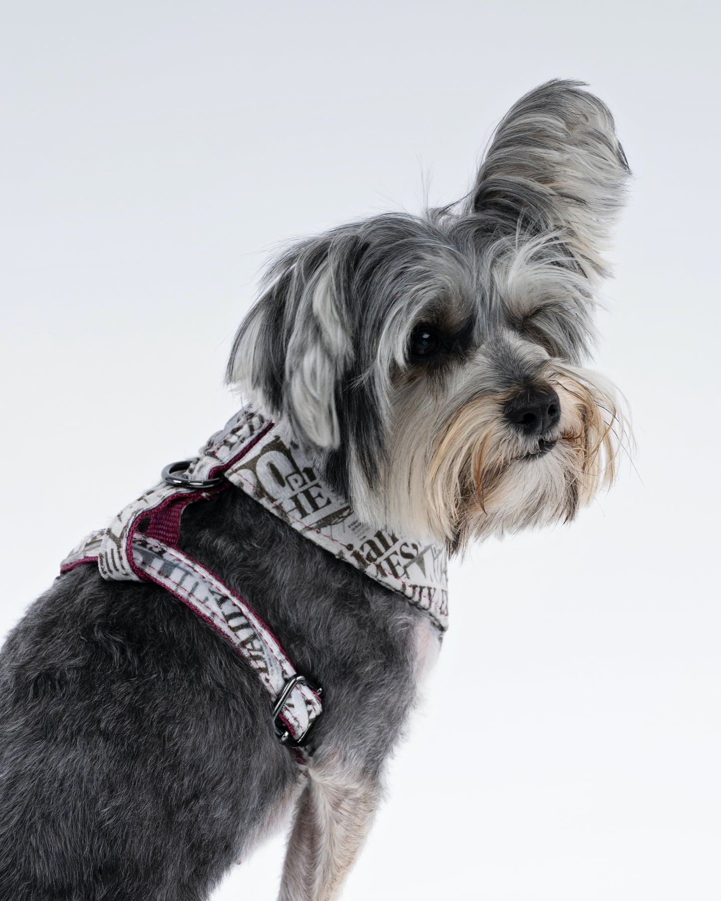 Newspaper Print Velvet Dog Harness – Designer Edition