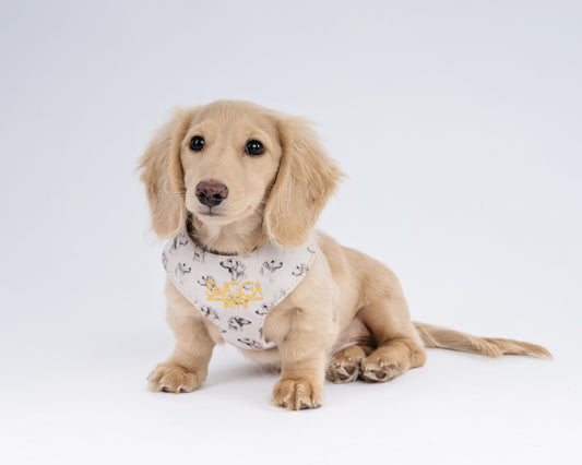 Luxurious Dachshund Velvet Dog Harness