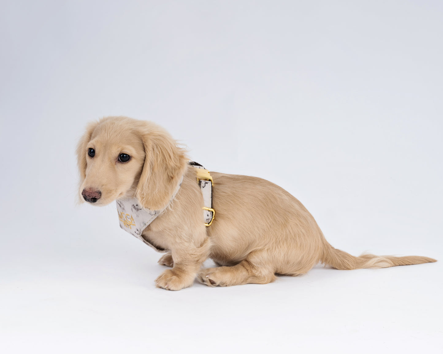 Luxurious Dachshund Velvet Dog Harness