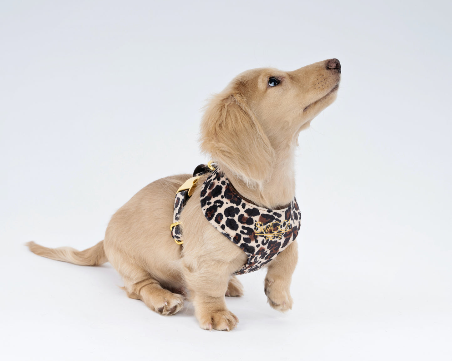 Luxurious leopard print velvet dog harness