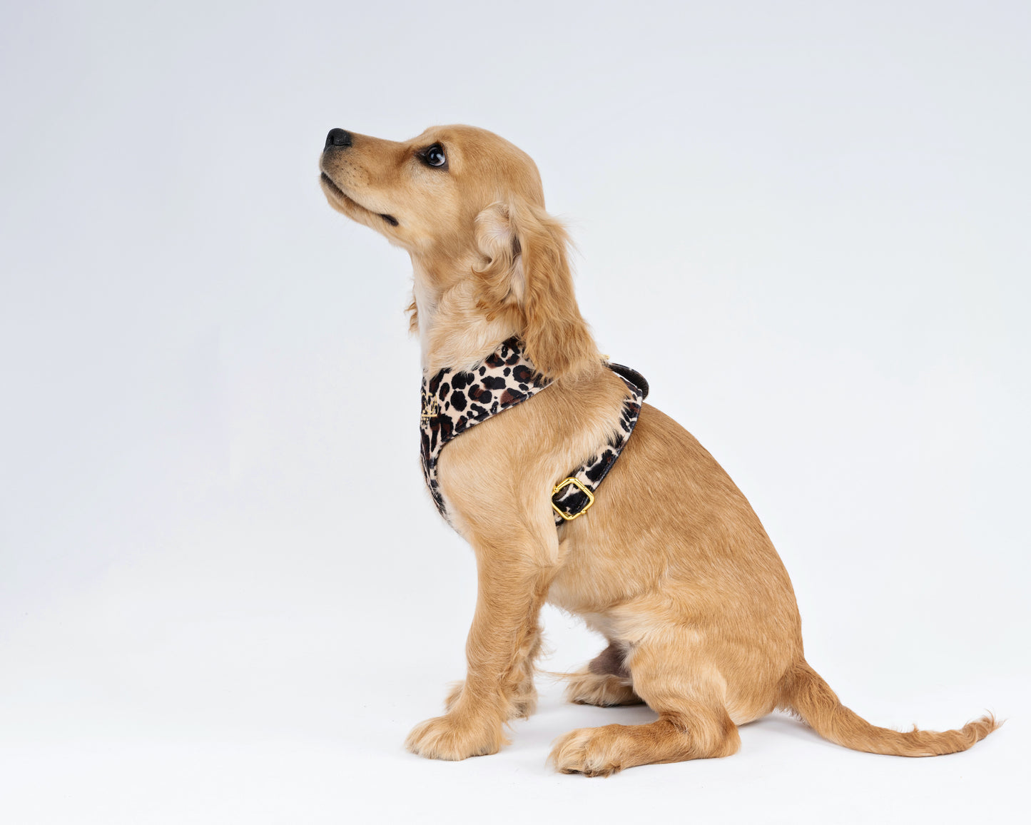Luxurious leopard print velvet dog harness