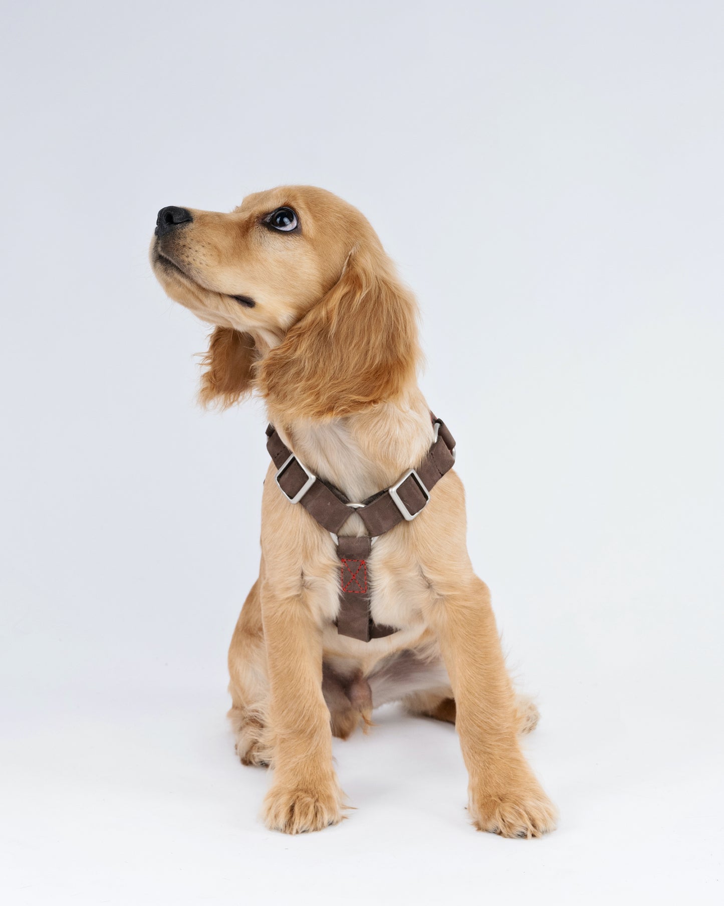 Autumn Forest Dog Harness