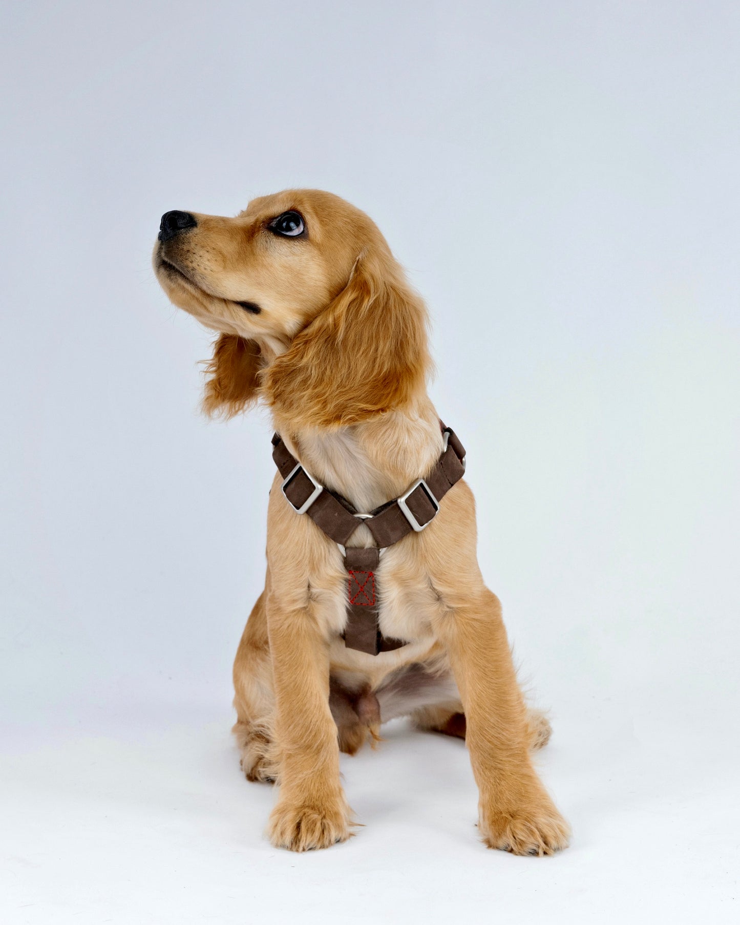 Skulls & Bones Dog Harness