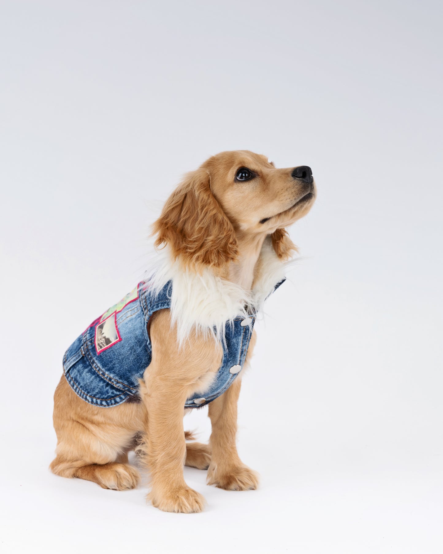 Poodle Collage  Bespoke Jacket