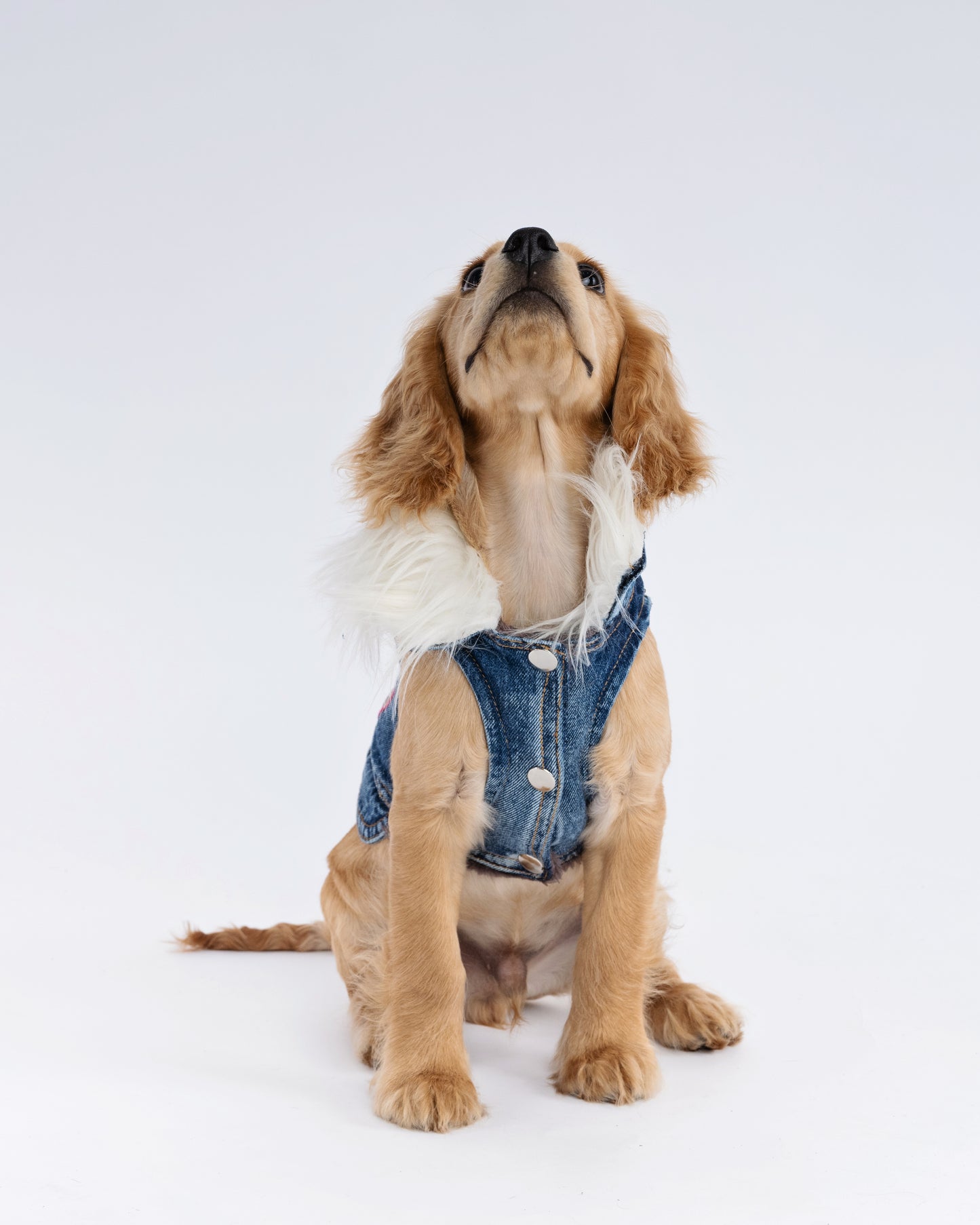Poodle Collage  Bespoke Jacket