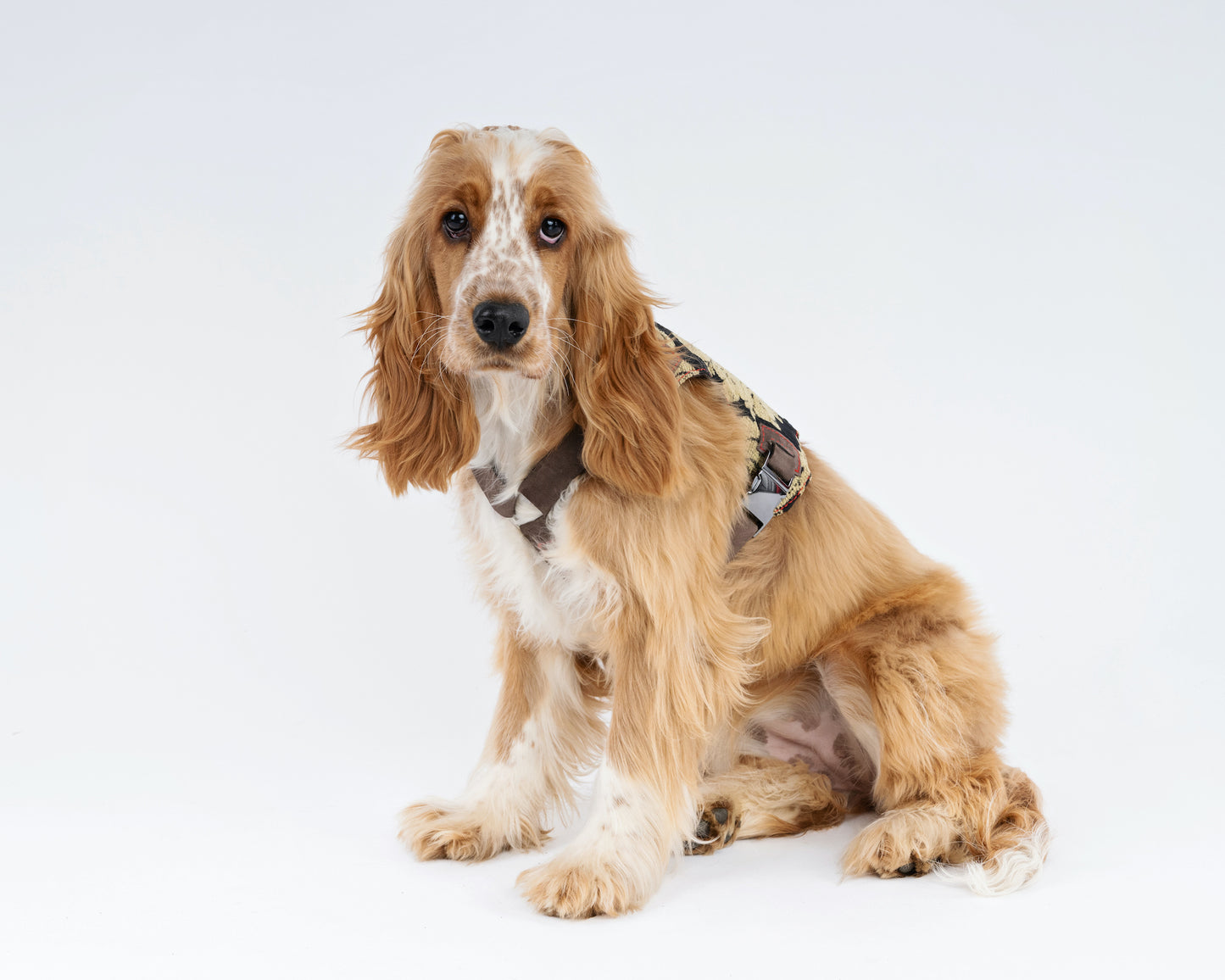 Brocade Dog Harness