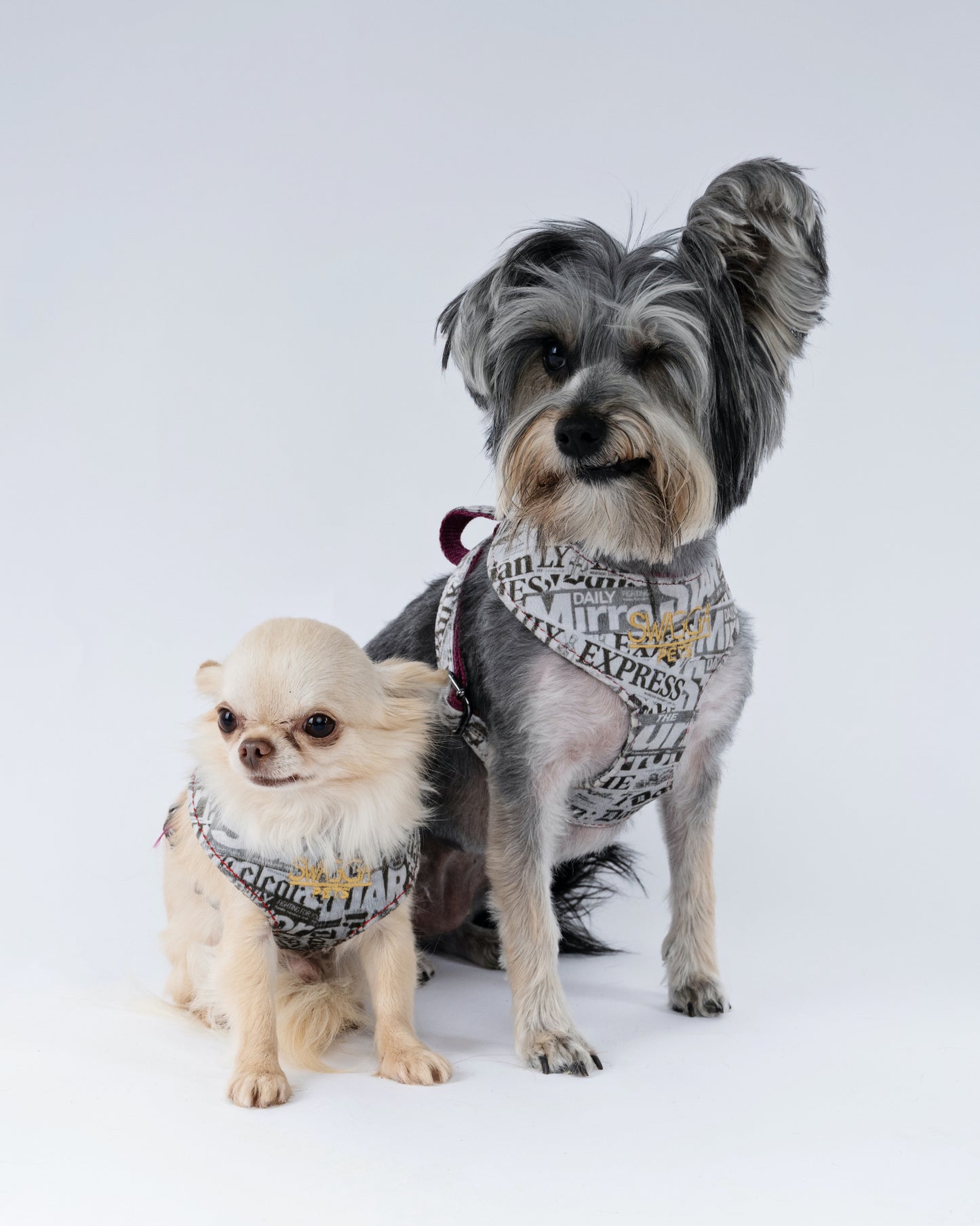 Newspaper Print Velvet Dog Harness – Designer Edition
