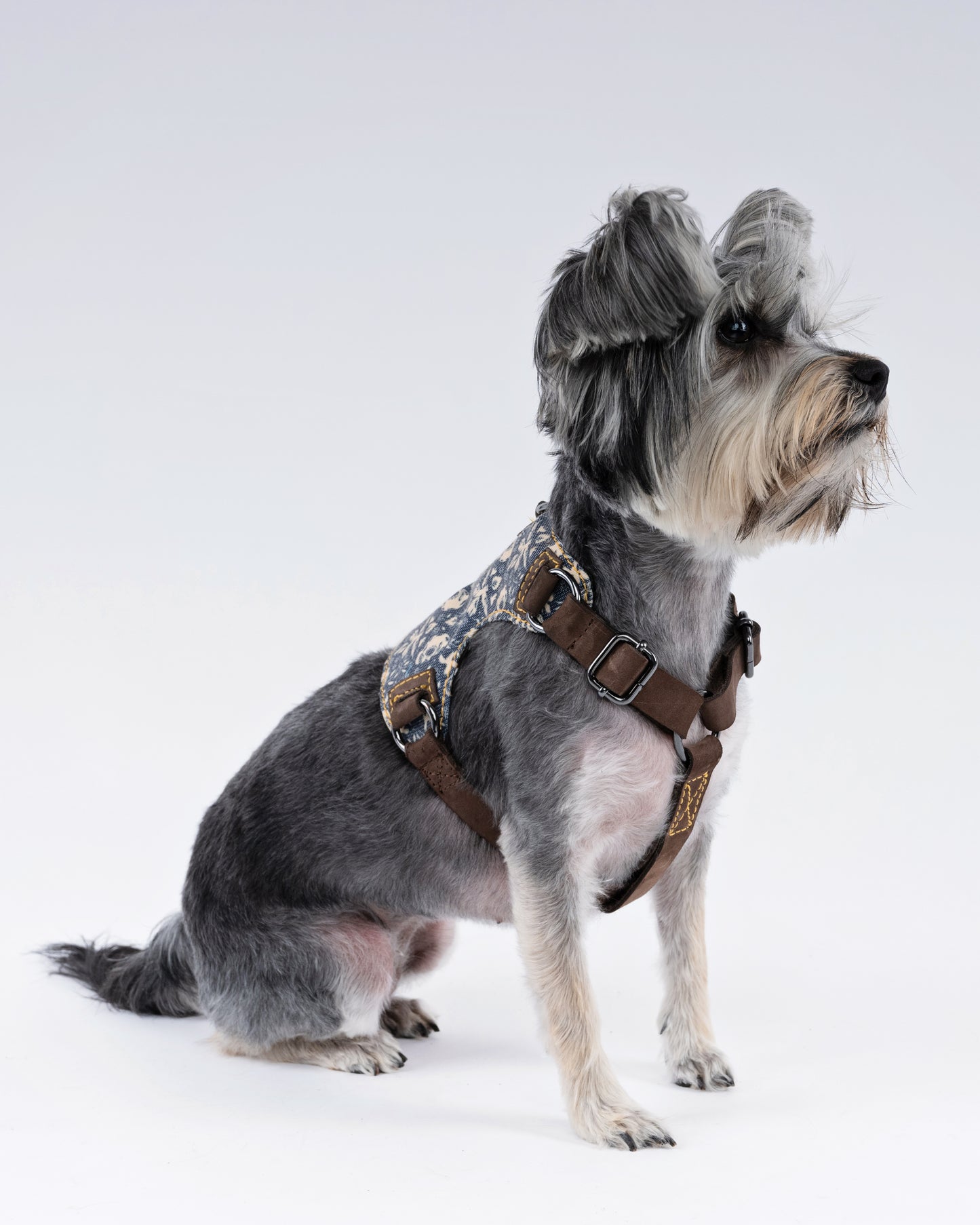 Skulls & Bones Dog Harness
