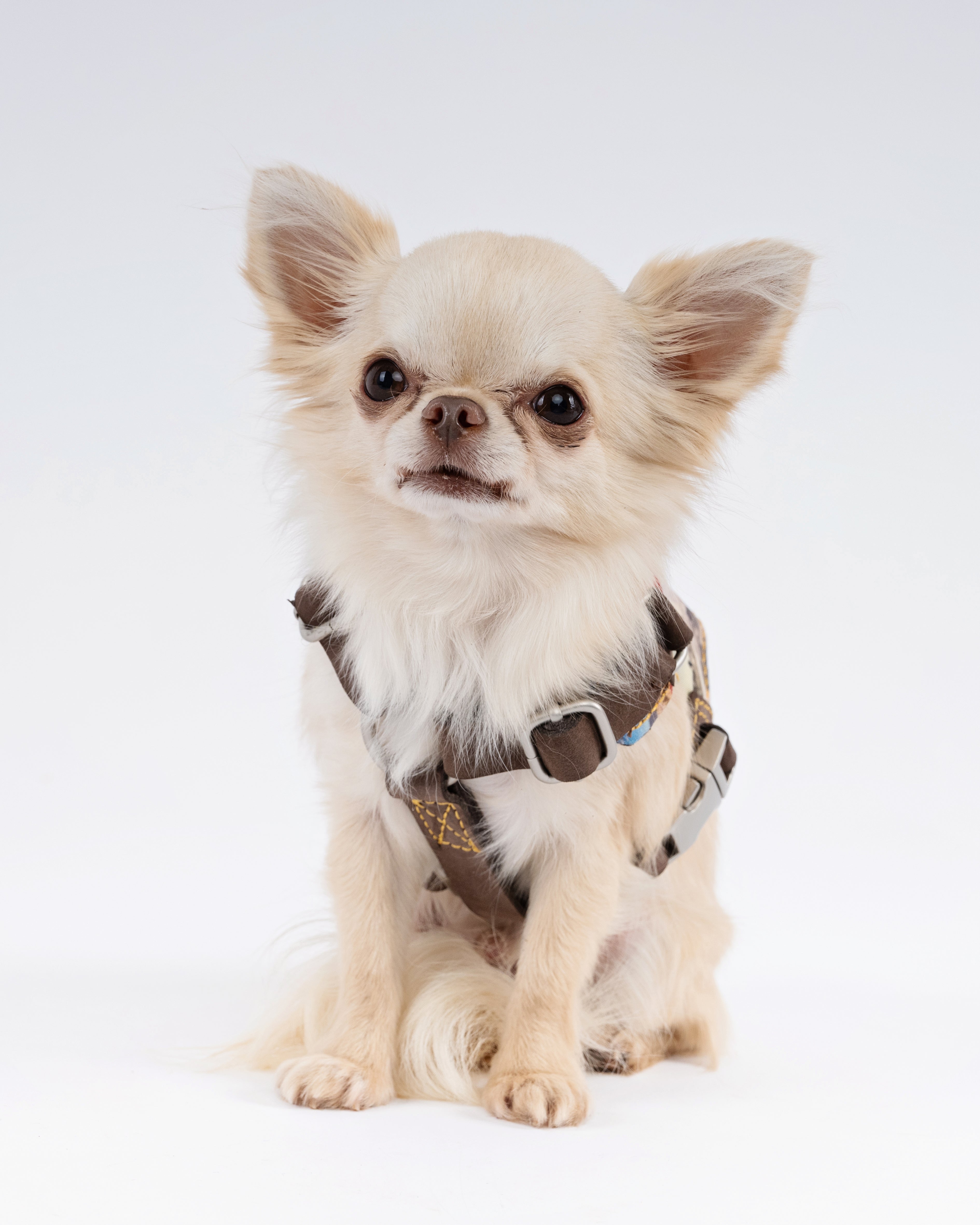 Route 66 Dog Harness