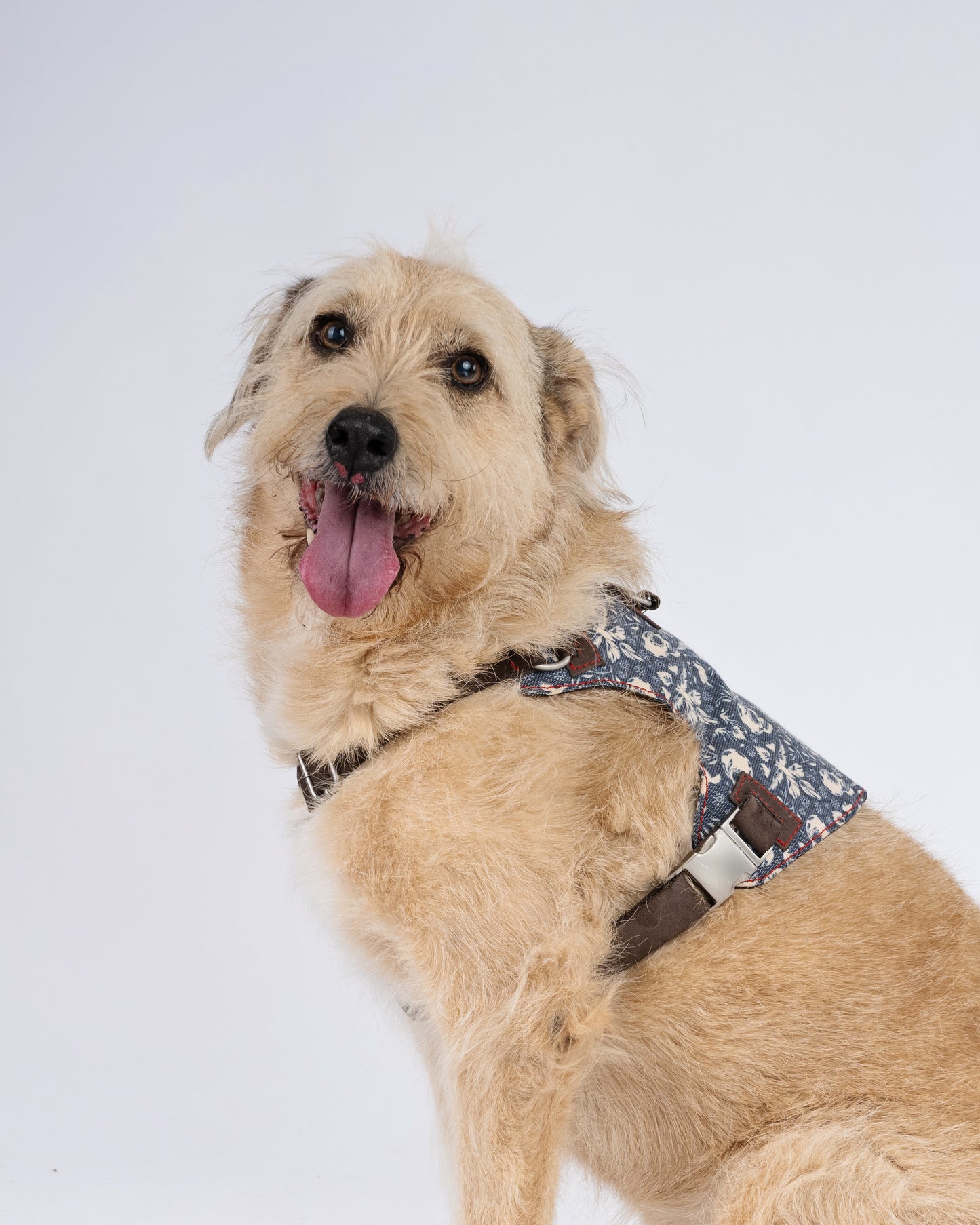Skulls & Bones Dog Harness