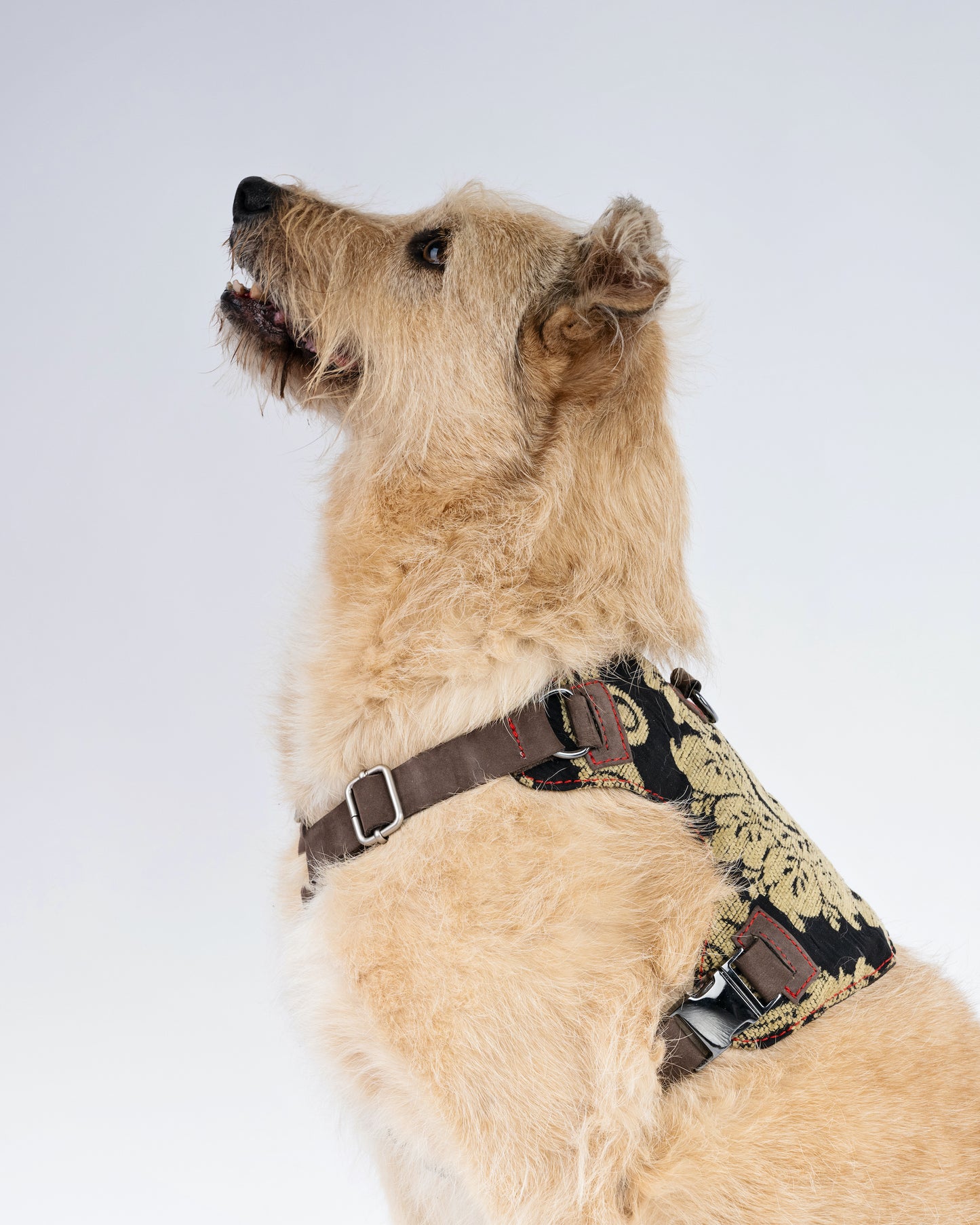 Brocade Dog Harness