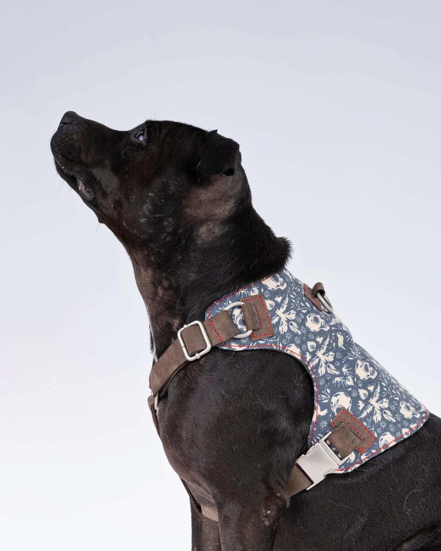 Skulls & Bones Dog Harness