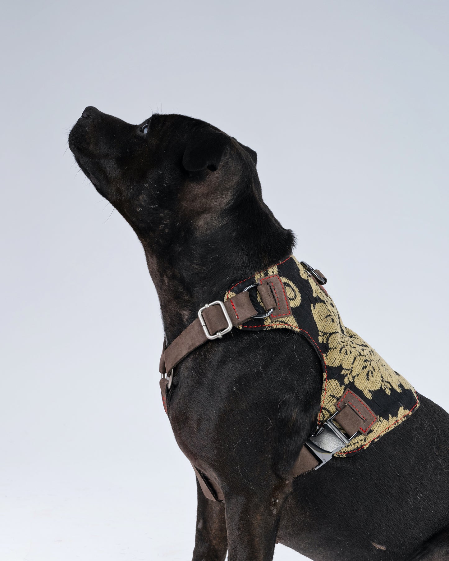Brocade Dog Harness