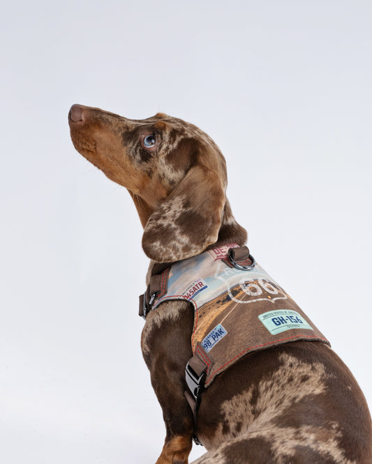 Route 66 Dog Harness