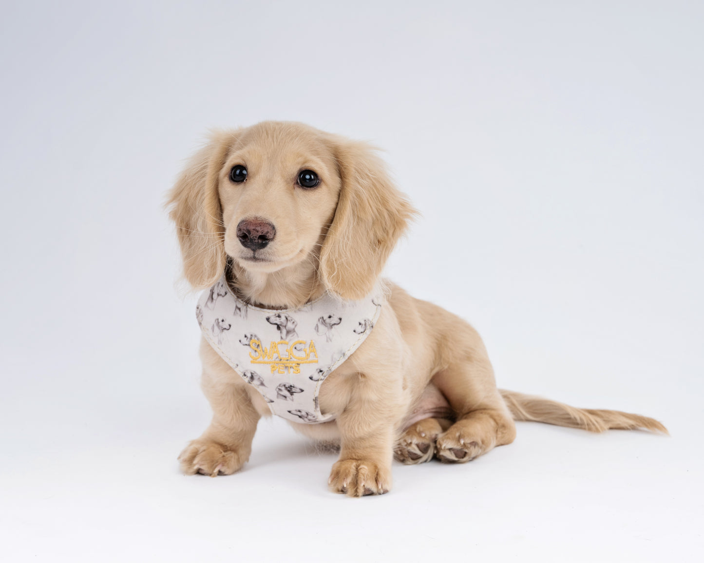 Luxurious Dachshund Velvet Dog Harness