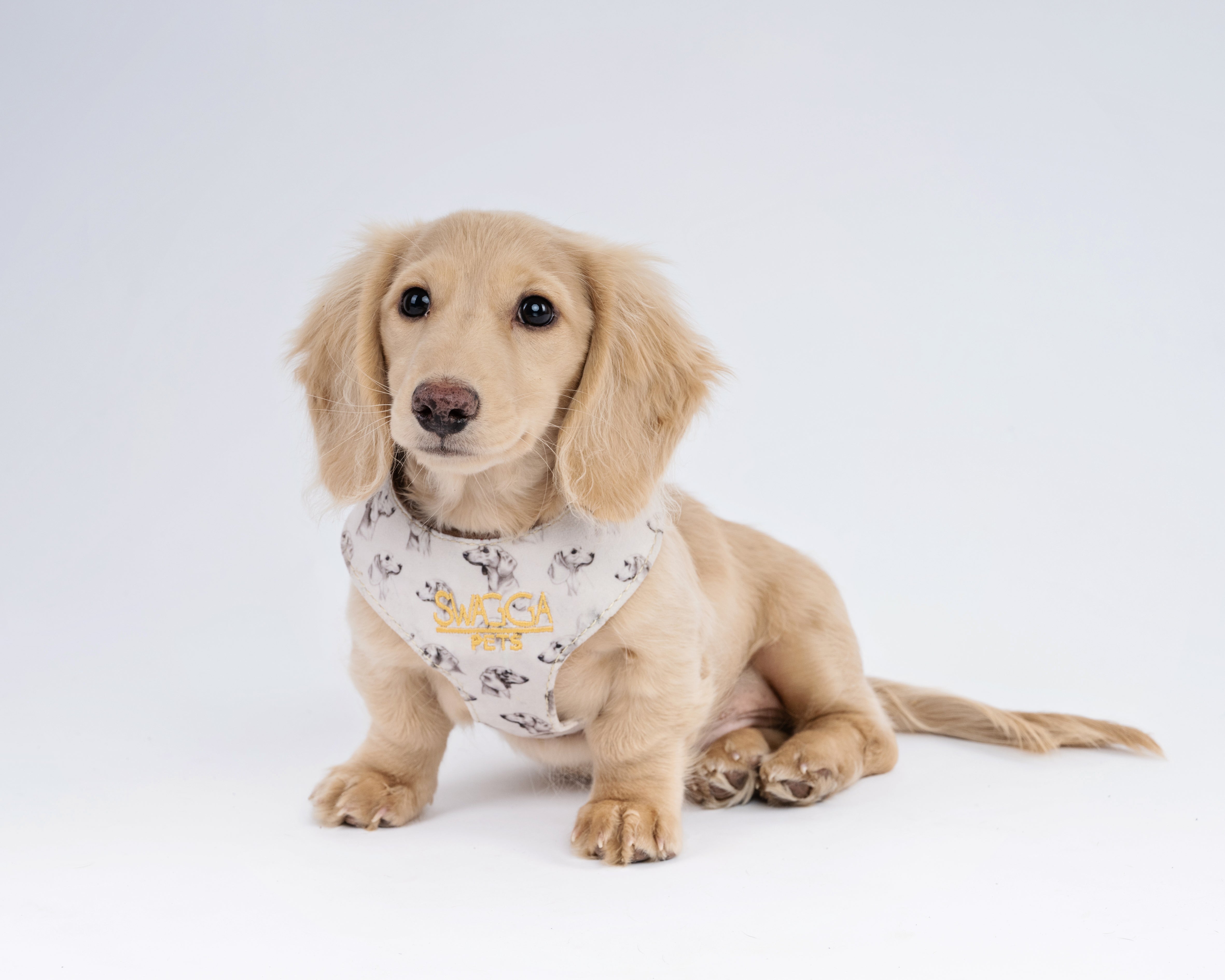 Luxurious Dachshund Velvet Dog Harness