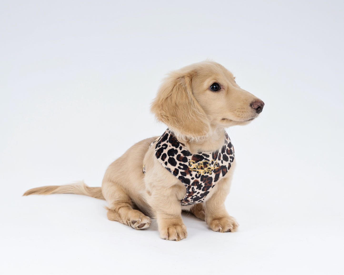 Luxurious leopard print velvet dog harness