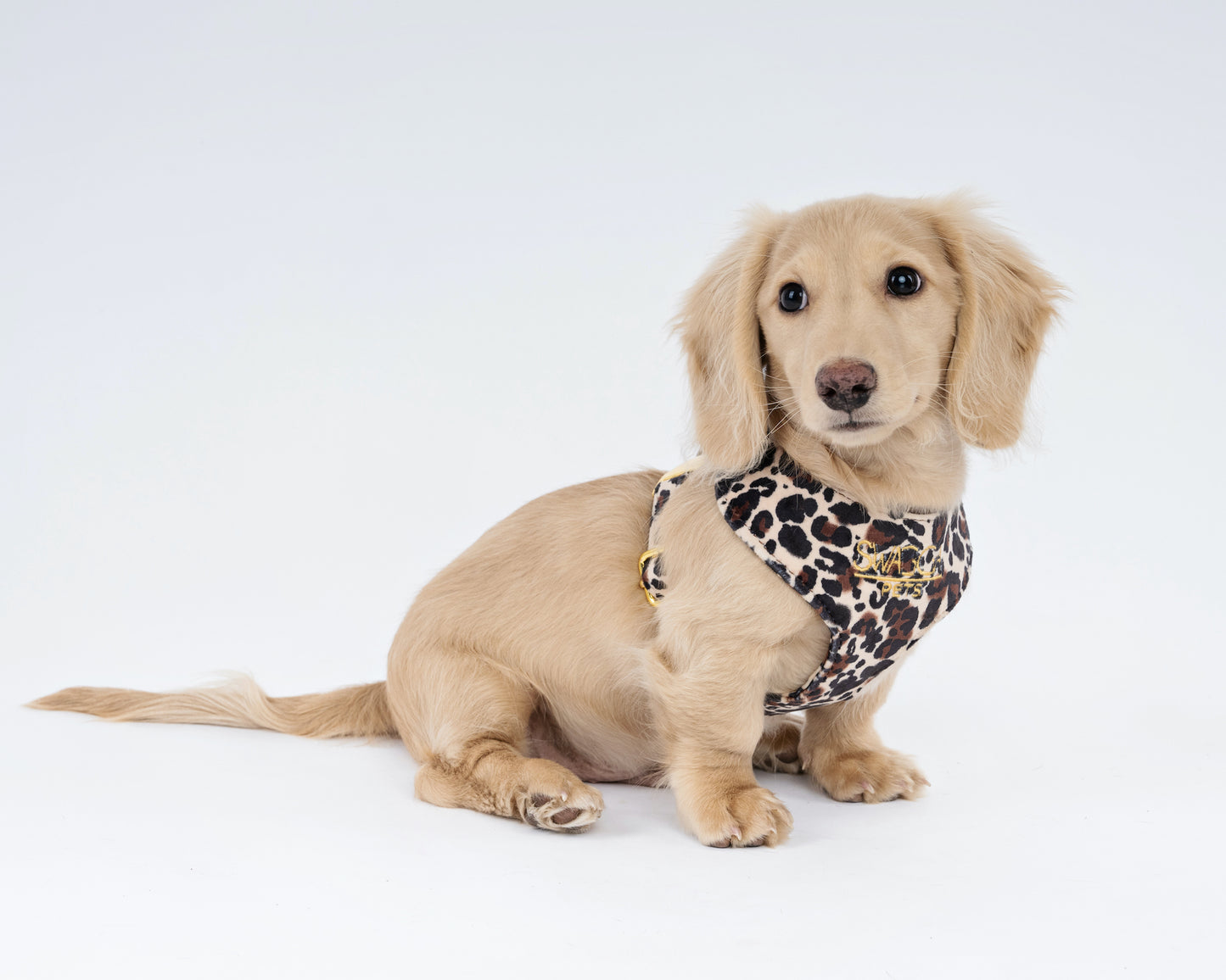 Luxurious leopard print velvet dog harness