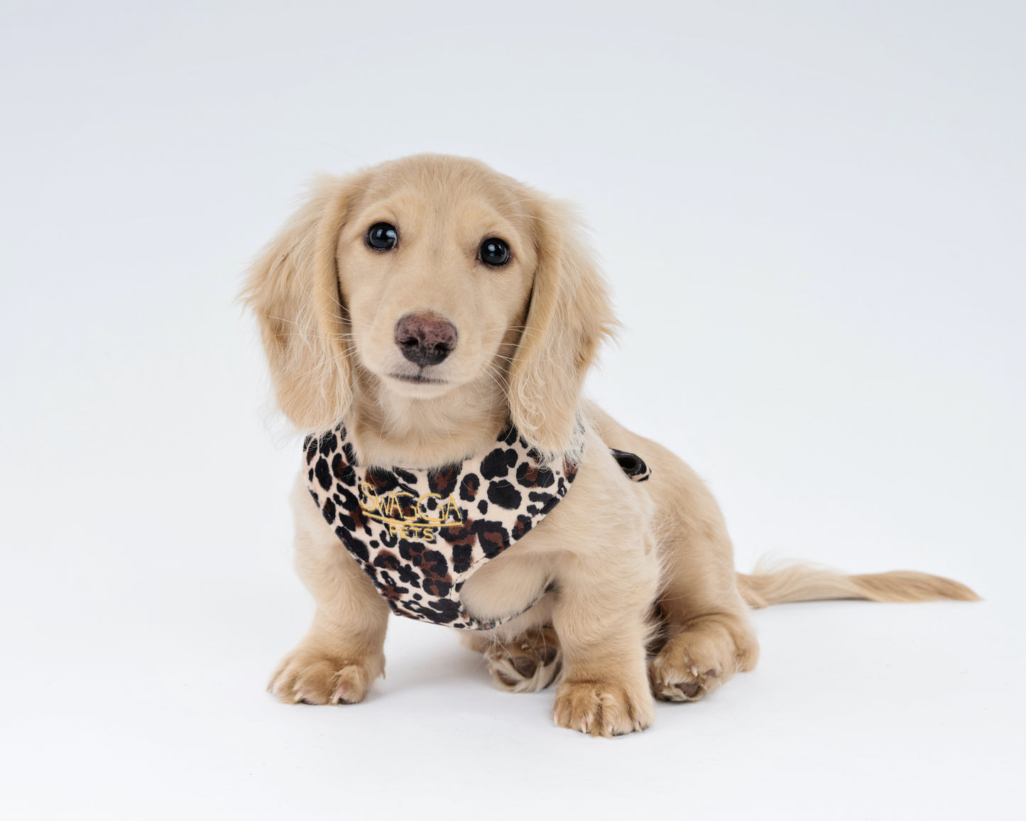 Luxurious leopard print velvet dog harness